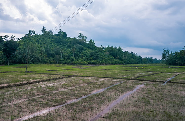 Cinnamon Plantation with Rice Paddy Views
