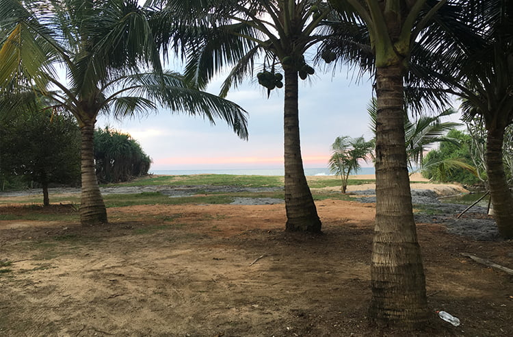Coconut Grove on Turtle Beach