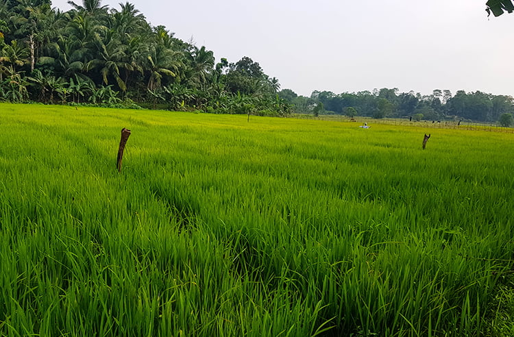 lendid Land Next to Rice Paddy Fields