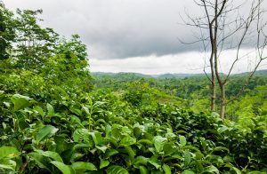 Tea-Plantation-with -Misty-Mountain-Views-001