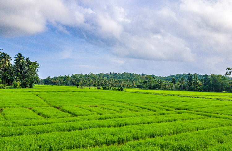 luxuriant-estate-encircling-rice-paddy-fields-001