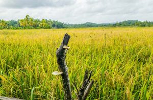 tropical-land-surrounding-rice-paddy-fields-005