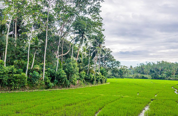 mesmerizing-rice-paddyfront-land-003