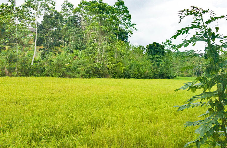 small-plot-adjoining-a-rice-paddy-field-001