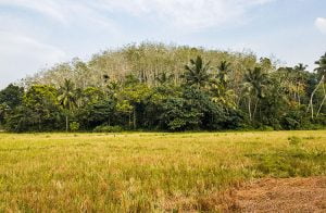rubber-isle-overlooking-the-paddy-fields-001