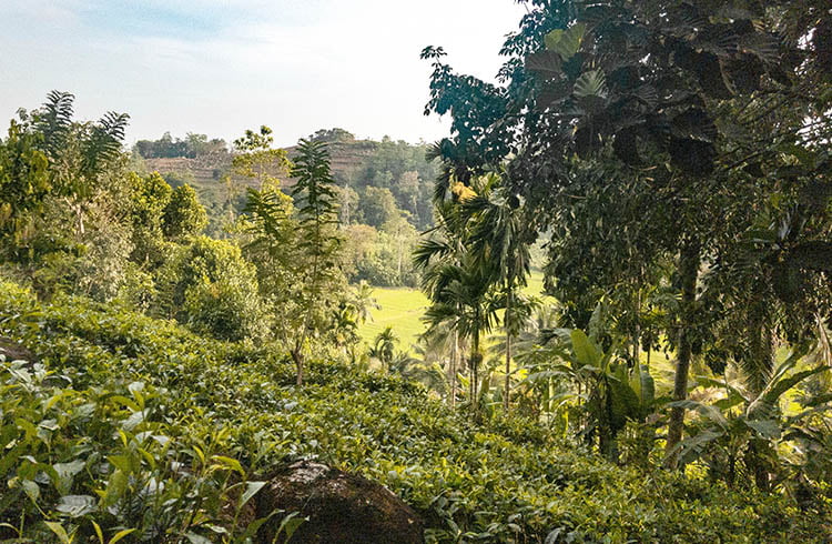the-best-of-both-worlds-a-tea-land-with-breathtaking-views-in-ahangama-001